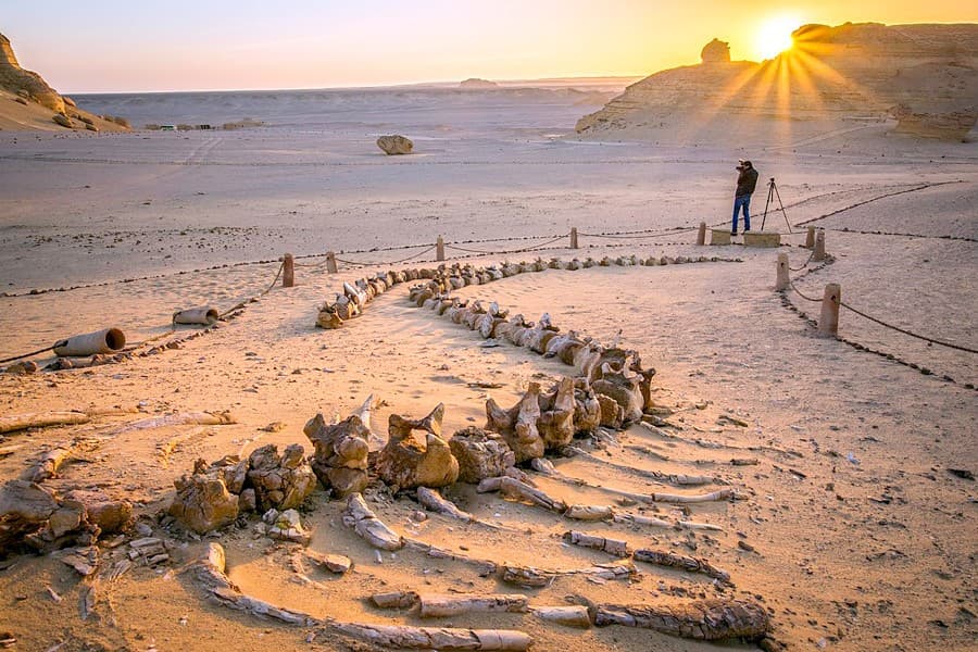 Excursao de Um Dia a Wadi Hitan e Wadi El Rayan