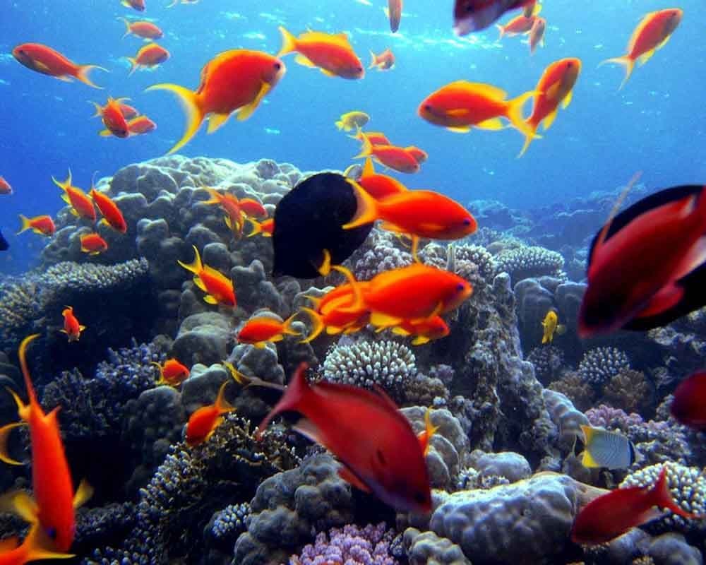 Excursão de Submarino Sindbad a partir de Hurghada
