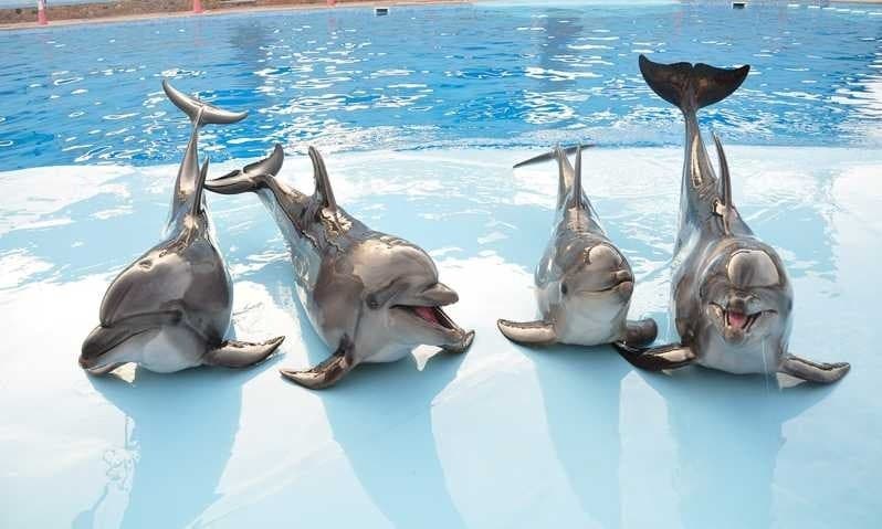 Dolphin show in Hurghada