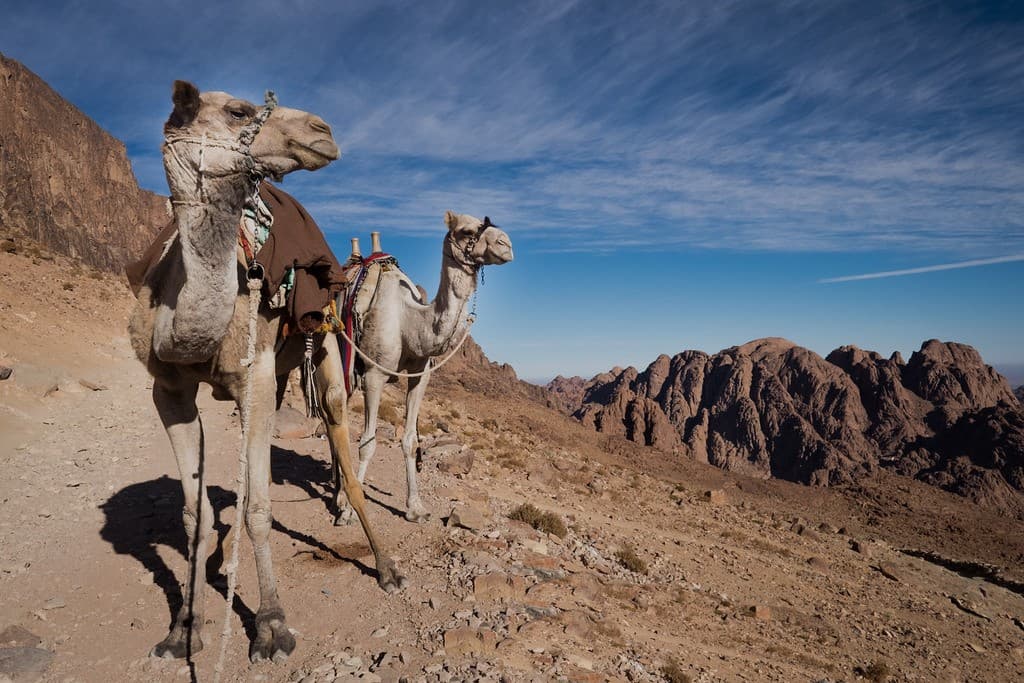 Excursão Noturna ao Mosteiro de Santa Catarina e Monte Sinai a partir de Sharm el-Sheikh de autocarro