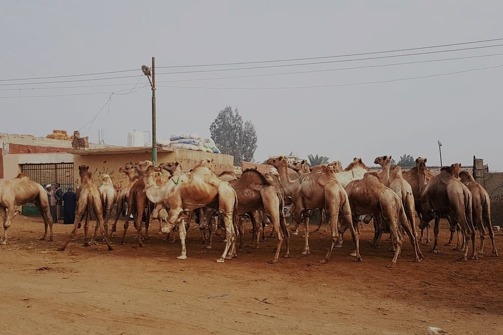 Excursão de Um Dia ao Mercado de Camelos de Birqash