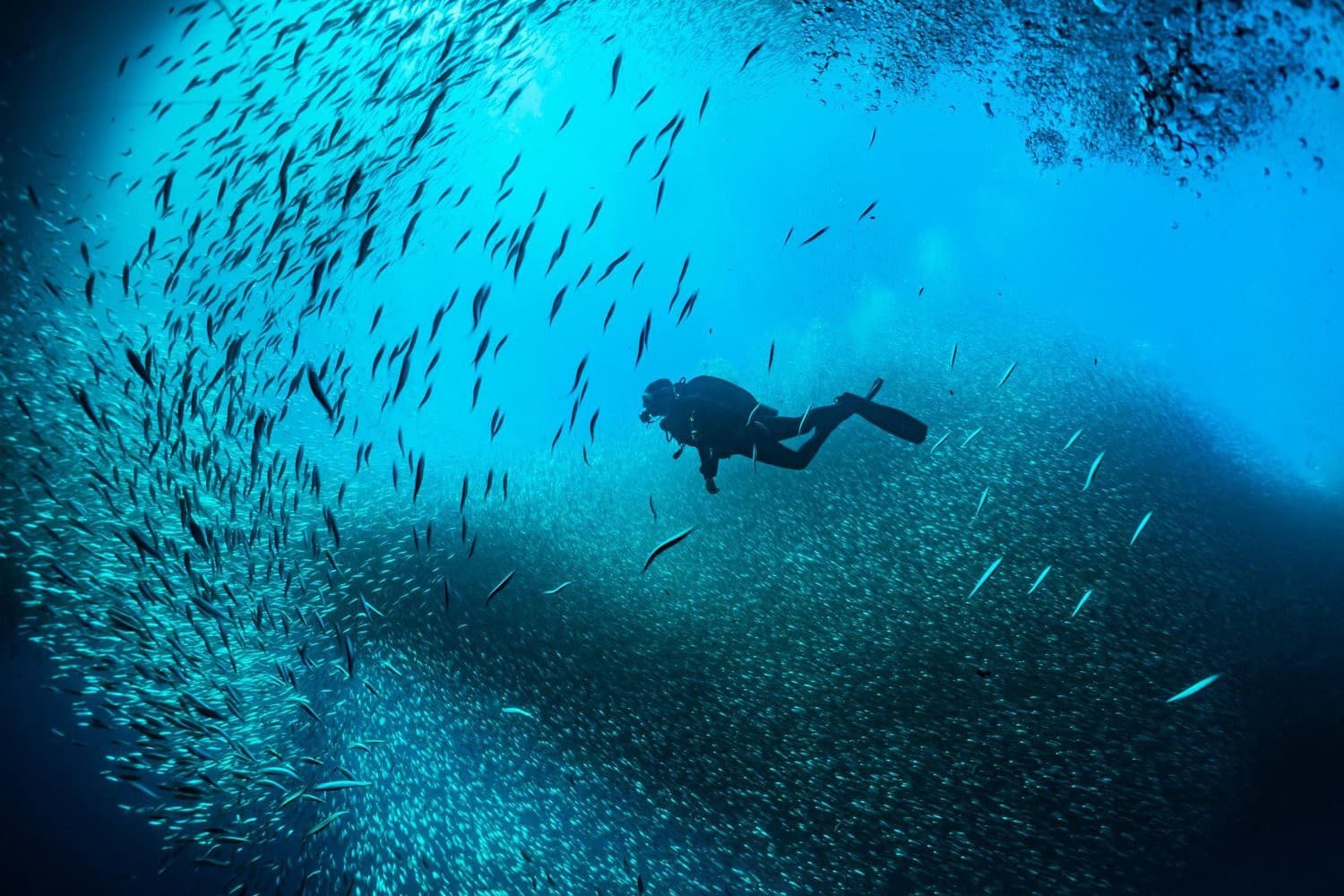 Excursao de Mergulho e Snorkel em Ras Mohamed Sharm El Sheikh