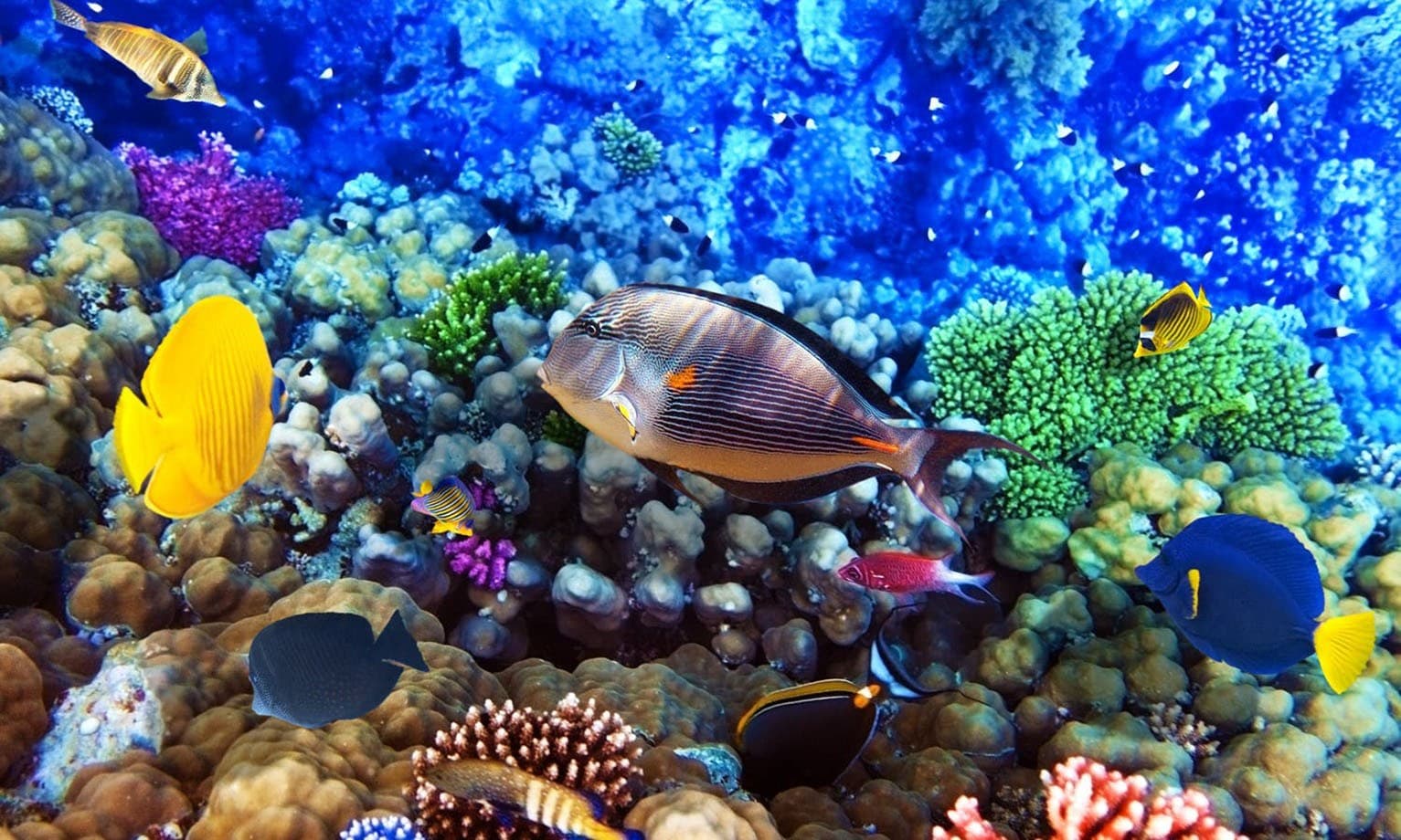 Excursao de Um Dia de Snorkel na Ilha Giftun a Partir de Hurghada