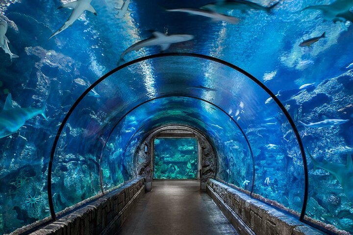 Hurghada Grand Aquarium: Things to do in Grand Aquarium